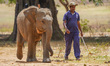 Elephant Caretakers feed the elephants on August 12, 2023, at Elephant Transit Home, Udawa...