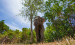 An Elephant walks at the Udawalawa National Park on August 12, 2023. Udawalawe National Pa...