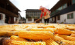 QIANDONGNAN, CHINA - AUGUST 12, 2023 - A farmer dries corn in Qiandongnan, Guizhou provinc...
