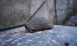 A burning turtle is being rescued from the fire on Mount Parnitha in Athens, Greece, on Au...