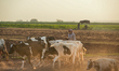  Raising cows in the green fields of the countryside of Afrin, northwest Syria, in Aleppo,...