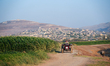  Raising cows in the green fields of the countryside of Afrin, northwest Syria, in Aleppo,...