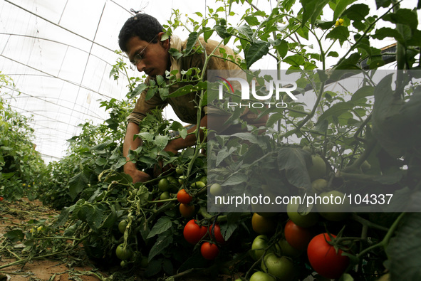 A Palestinian farmer harvest tomatoes from a field cultivated a near the Israeli border with Gaza in the east of the town of Rafah in the so...