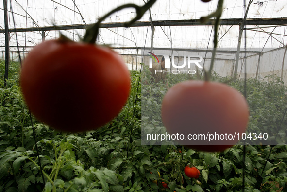 A Palestinian farmer harvest tomatoes from a field cultivated a near the Israeli border with Gaza in the east of the town of Rafah in the so...