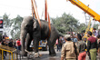 A wild elephant that strayed into the town stands after authorities shot it with a tranqui...