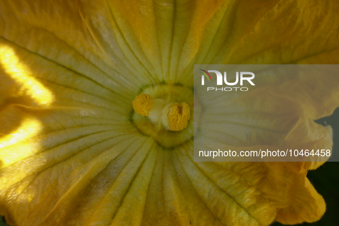 Cutting And Selling Flor De Calabaza (Squash Blossom) In Mexico 