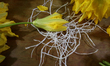 View of pumpkin flowers on a table to make bunches with raffia inside a house in Tlahuac,...