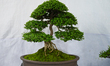 Miniature tree (Bansai tree) displayed in the exhibition in Dhaka, Bangladesh, on Septembe...