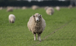 A sheep looks on at a farm in Lincoln, New Zealand, on September 21, 2023. The latest data...