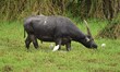An Asiatic Water Buffalo is photographed in the Burapahar range of  Kaziranga National Par...