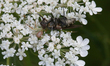 Crab Spider (Misumessus oblongus) feasting on a fly in Markham, Ontario, Canada, on August...