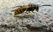 Eastern Yellowjacket Wasp (Vespula maculifrons) in Toronto, Ontario, Canada, on October 13...