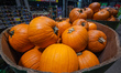 EDMONTON, CANADA - OCTOBER 24, 2023 : A fresh presentation of pumpkins in a local grocery...