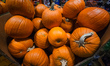 EDMONTON, CANADA - OCTOBER 24, 2023 : A fresh presentation of pumpkins in a local grocery...