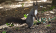 Eurasian squirrel (Sciurus vulgaris) in a park the city center of Sofia, Bulgaria on Octob...