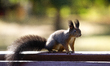 Eurasian squirrel (Sciurus vulgaris) in a park the city center of Sofia, Bulgaria on Octob...