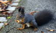 Eurasian squirrel (Sciurus vulgaris) in a park the city center of Sofia, Bulgaria on Octob...