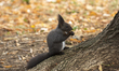 Eurasian squirrel (Sciurus vulgaris) in a park the city center of Sofia, Bulgaria on Octob...