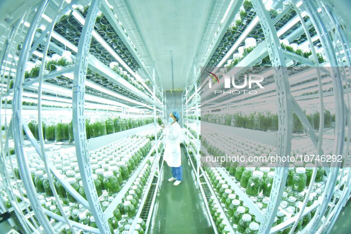 Dendrobium Officinale Comprehensive Industrial Park in Qiandongnan