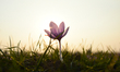 A saffron flower in full bloom during harvest season in Pampore area of Srinagar, Indian A...