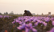 A man plucks saffron flowers during harvest season in Pampore area of Srinagar, Indian Adm...