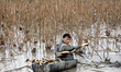 Farmers dig lotus roots in Luqiao village, Zixing City, Central China's Hunan Province, No...