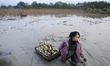 Farmers dig lotus roots in Luqiao village, Zixing City, Central China's Hunan Province, No...