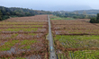 A farmer digs lotus roots in Luqiao village, Zixing City, Central China's Hunan Province,...