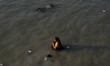 Devotees are seen offering their prayer to setting sun , during Chhath puja festival in Ko...