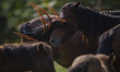 Caspian miniature horses are grazing in one of their main habitats in Gilan Province, Iran...