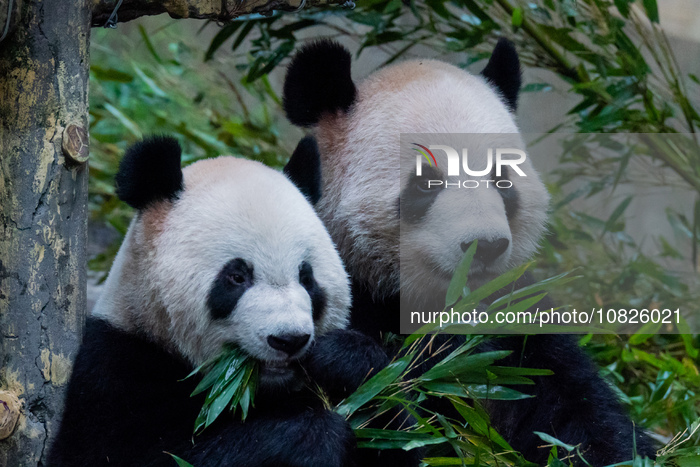 Panda at Chongqing Zoo