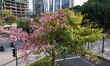 A kapok tree is displaying a landscape of half flowers and half leaves in Nanning, China,...