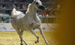 Anoud Al Jalawiyah, owned by Al Ramha Stud of Saudi Arabia in Class B3 of the Senior Mares...