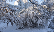 Snow is covering the leaves at Stuttgart University, in Stuttgart, Germany, on December 3,...