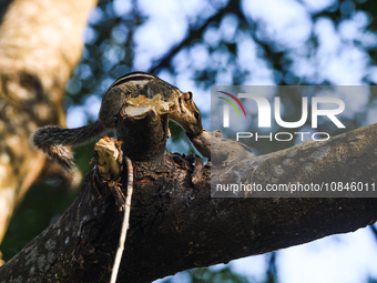 A Mother Five-striped Palm Squirrel (Funambulus Pennantii) Is Caressing Her Cubs On A Neem Tree (Azadirachta Indica) Tree Branch On A Pleasa... by Soumyabrata Roy/NurPhoto
