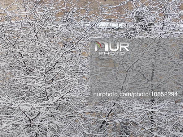 Trees are covering in snow in Kyiv, Ukraine, on December 14, 2023. 