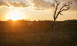Cattle graze on a farm at sunset in Rockport, Texas on December 25, 2023. 