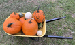 A wheelbarrow is filled with pumpkins at a farm during the autumn season in Markham, Ontar...