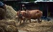 A farmer is using cows to thresh paddy after harvesting in a village in Nagaon District, A...