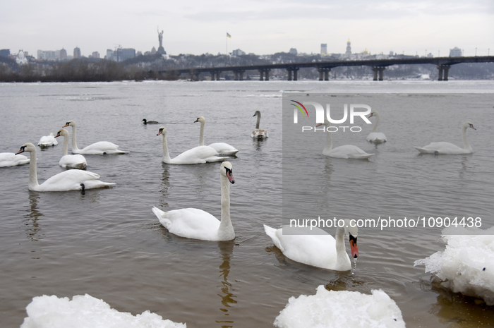 Swans on Dnipro embankment in Kyiv