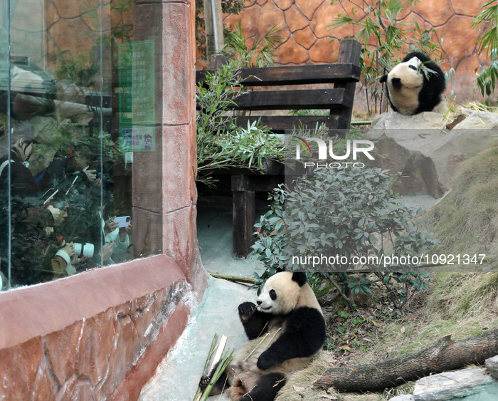 Pandas Tasting Bamboo in Chongqing