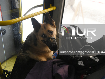 A German Shepherd wearing a muzzle is seen on a bus being used for temporary accommodation for people evacuated from a five-story residentia...