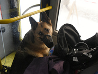 A German Shepherd wearing a muzzle is seen on a bus being used for temporary accommodation for people evacuated from a five-story residentia...