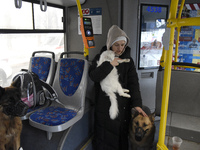 A woman is holding a cat and petting a German Shepherd on a bus that is being used for temporary accommodation for people evacuated from a f...