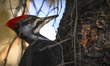 EDMONTON, CANADA - JANUARY 24, 2024:A female Pileated Woodpecker observed in a wooded are...