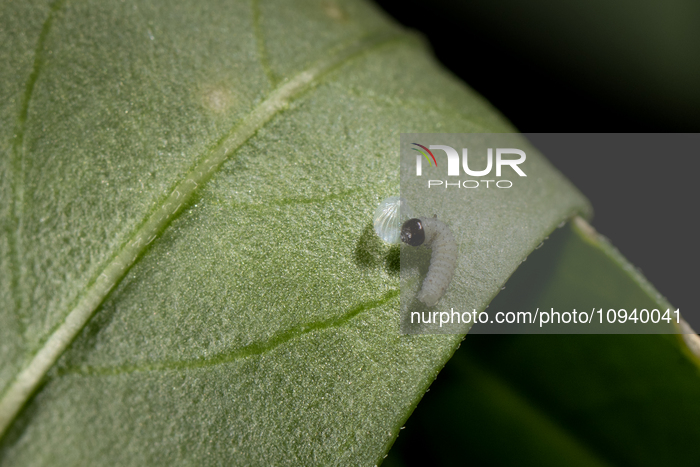 Monarch Butterfly Caterpillar