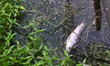 A dead fish is floating due to water pollution near the fish farm on the outskirts of Kolk...