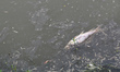 A dead fish is floating due to water pollution near the fish farm on the outskirts of Kolk...