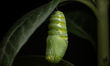 A chrysalis of a Monarch butterfly is hanging from a swan plant leaf in Lincoln, New Zeala...