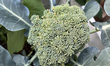 Broccoli is growing at a farm in Toronto, Ontario, Canada, on August 19, 2023. 